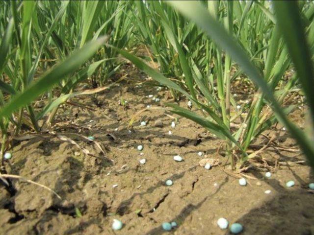 FERTILIZAREA GRÂULUI CU ÎNGRĂȘĂMINTE SOLIDE – 7,6 TONE/HA LA RAGT PROPULSO
