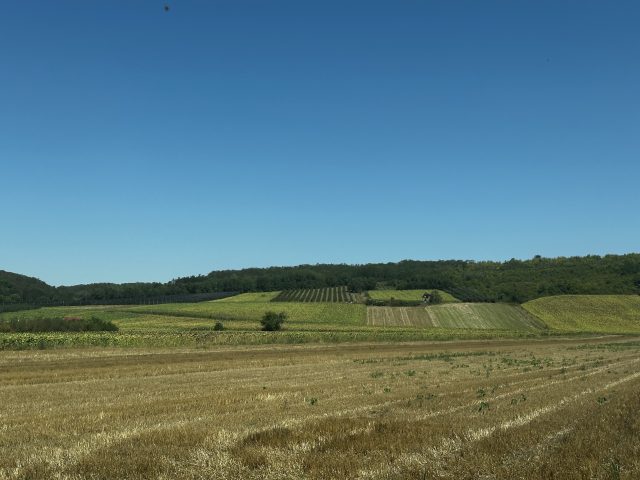 Agricultura sârbilor – ce se întâmplă dincolo de granița de vest a României?