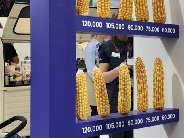 Cinci hibrizi de porumb, cinci răspunsuri la densitate – demonstrația Syngenta